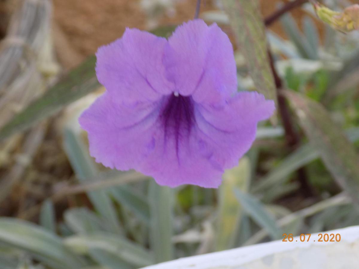 Bed and Breakfast Dar Mamina Sidi ash Shammakh Esterno foto